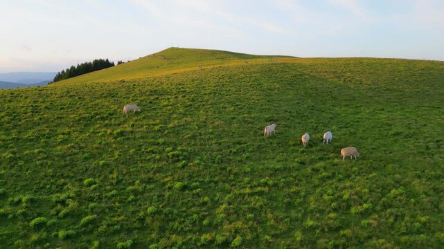 Aerial view of serene cow pasture with grazing cows on green grassland, Sommeralm, Styria, Austria.