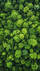 Naklejka premium Aerial Perspective of Lush Green Forest Canopy with Dense Tree Tops and Vibrant Foliage in Natural Light
