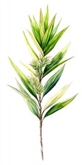 Obraz premium Indoor Yucca Tree in Pot: Common Varieties with Striking Green Leaves Isolated on White Background