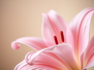 Fototapeta premium pink lily closeup