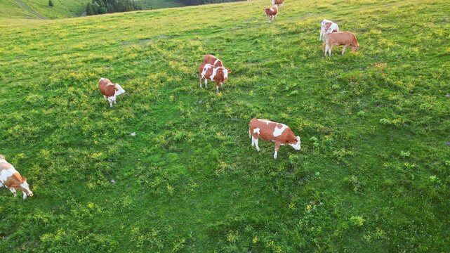 Aerial view of a tranquil cow pasture with grazing cattle in a verdant landscape, Sommeralm, Styria, Austria.