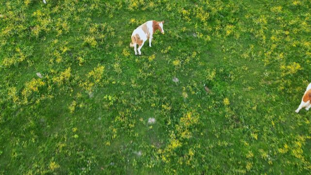 Aerial view of a peaceful cow pasture with grazing cattle in a scenic landscape, Sommeralm, Passail, Styria, Austria.