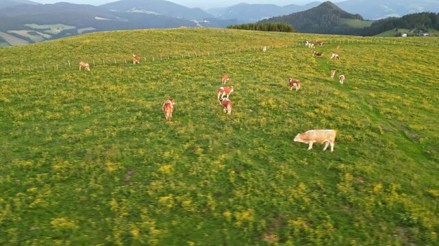 Aerial view of serene cow pasture with grazing herd in a tranquil landscape, Sommeralm, Styria, Austria.