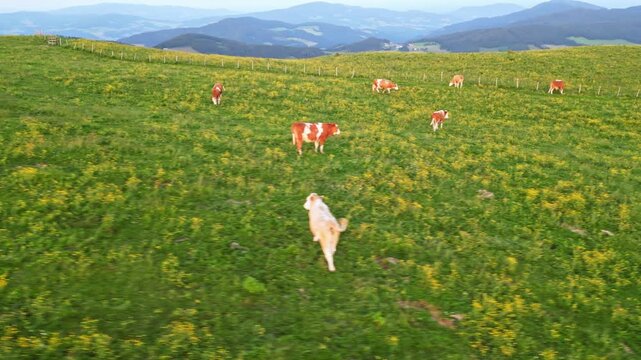 Aerial view of serene cow pasture with grazing cattle and rolling hills in the picturesque Grazer Bergland, Sommeralm, Styria, Austria.