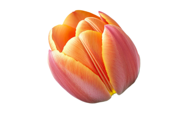 Colorful tulip flower with vibrant petals in full bloom