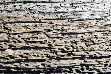 Strukturen im Holz