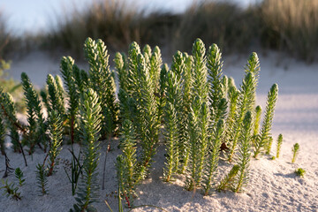 Atlantic dune vegetation in Galicia
