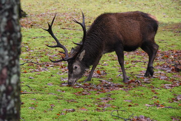 Jeleń szlachetny - red deer