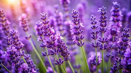 Vibrant Purple Lavender Sprigs Overhead: Top-Down View of Blooming Herbs