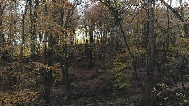 trees in the forest