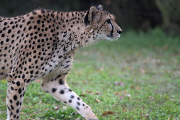 動物園の夕食の準備に気づいたチーターはよだれを我慢することができなかった