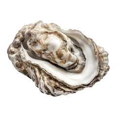 American oyster isolated on transparent background