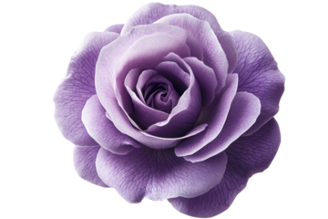 Beautiful purple rose with soft petals and detail