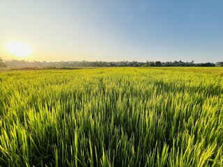 green wheat field