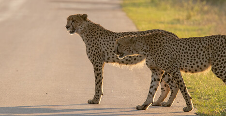 Big Cats