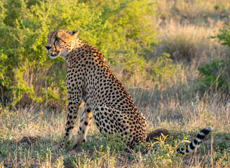 Big Cats