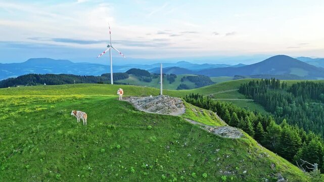 Aerial view of serene pasture with a herd of cows and majestic mountain cross in the background, Sommeralm, Styria, Austria.