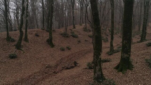 forest in autumn