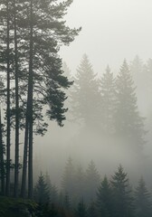 4k background of a foggy forest
