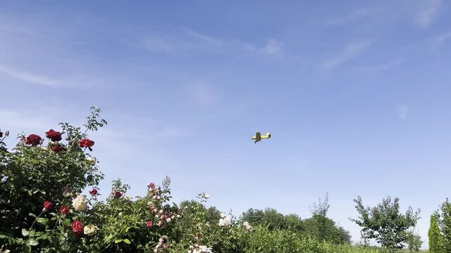 Yellow corn plane flying across the sky on a sunny day against the background of rose bushes