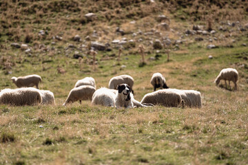 Hütehund mit seinen Schafen