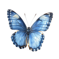 Blue Butterfly, nature photography