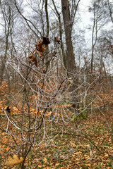 Mystery morning foggy park in the Nymphenburg Palace in Munich, Germany