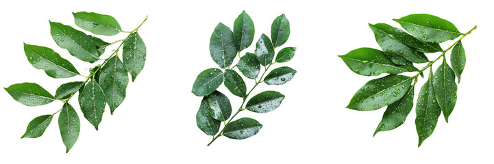 Obraz premium A Set of High-Quality 3D Fresh Curry Leaves with Dew for Culinary Dishes Isolated on Transparent Background