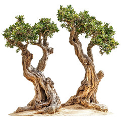 Very old argan trees isolated on transparent background