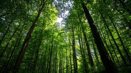 Fototapeta premium Lush green forest canopy with tall trees capturing the essence of wild nature and tranquility : Generative AI