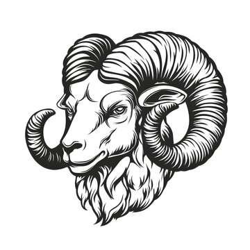 recommend clip art: Majestic Ram: Intricate line art of a powerful ram head. The image focuses on the animal's strong, spiraling horns and a stern expression.