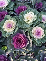 Vibrant ornamental cabbage with purple and green leaves creates a picturesque pattern. The rich shades and natural symmetry make the scene aesthetic and harmonious.