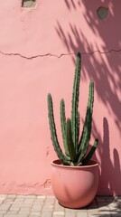 Tall Cactus in a Large Pot Against a Pink Wall With Shadows at Midday