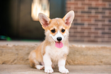 Little fluffy one-month-old Corgi puppy sitting on a concrete step on the porch.
