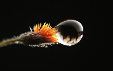 Close-up of a water droplet clinging to an orange flower against a black background. The droplet reflects light, showing a miniature world within