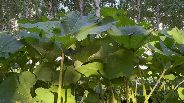 Japanese butterbur growing in a birch forest during summer.