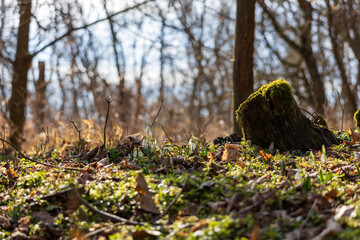 Spring white flower Snowdrop - Galanthus in wild forest