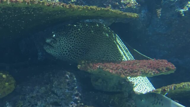 Honeycomb moray, Acanthurus xanthopterus, blue ring angelfish and Yellowbar angelfish in aquarium