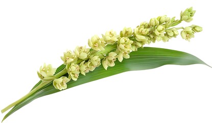 Obraz premium Isolated Green Sorghum Flower on White Background for Design Use