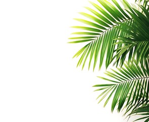Tropical Palm Leaves on White Background for Decorative Use