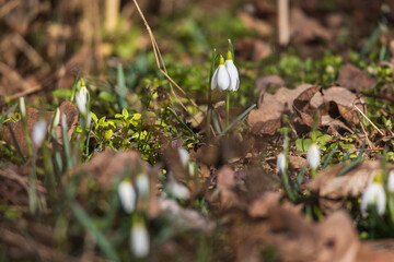 Spring white flower Snowdrop - Galanthus in wild forest