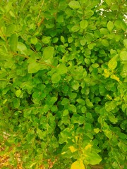 Fototapeta premium Leaf in nature.... 