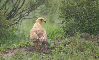 red tailed hawk