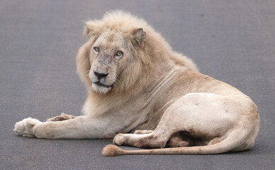 Male Lion