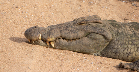 Fototapeta premium Crocodile