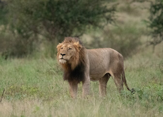 Lion