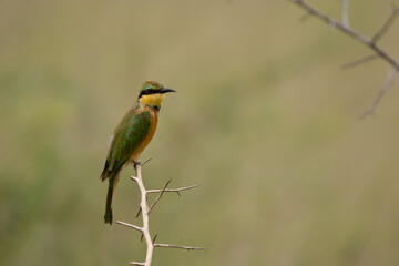 Bee-Eater