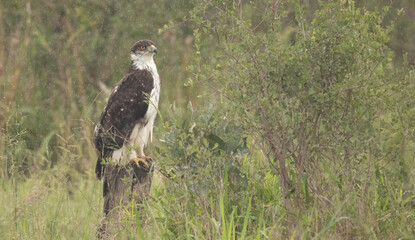 Hawk Eagle