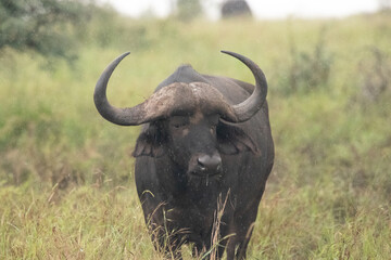 Obraz premium Buffalo