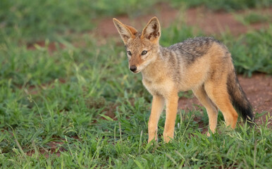 Black backed jackal 